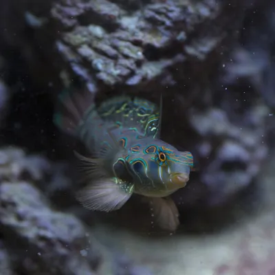 Spotted Mandarin