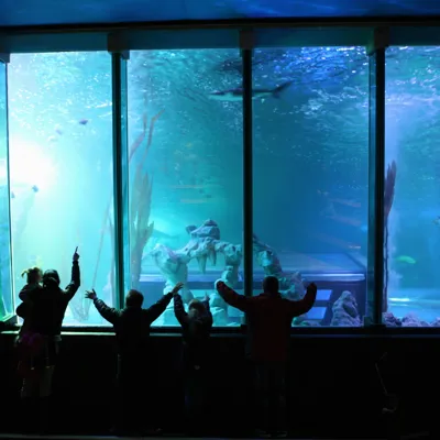 Aquarium Shot