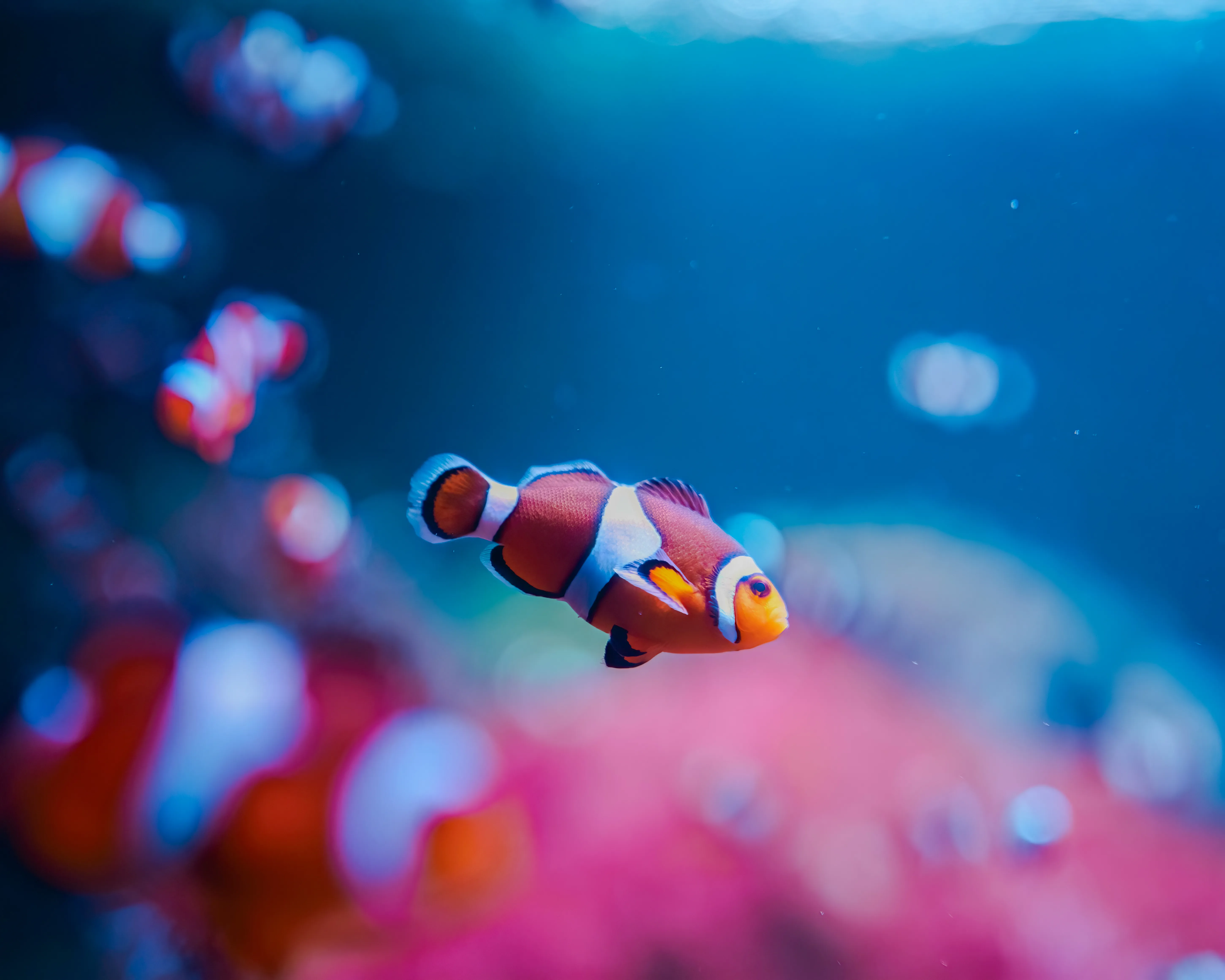 Sealife Socialsshoot 18