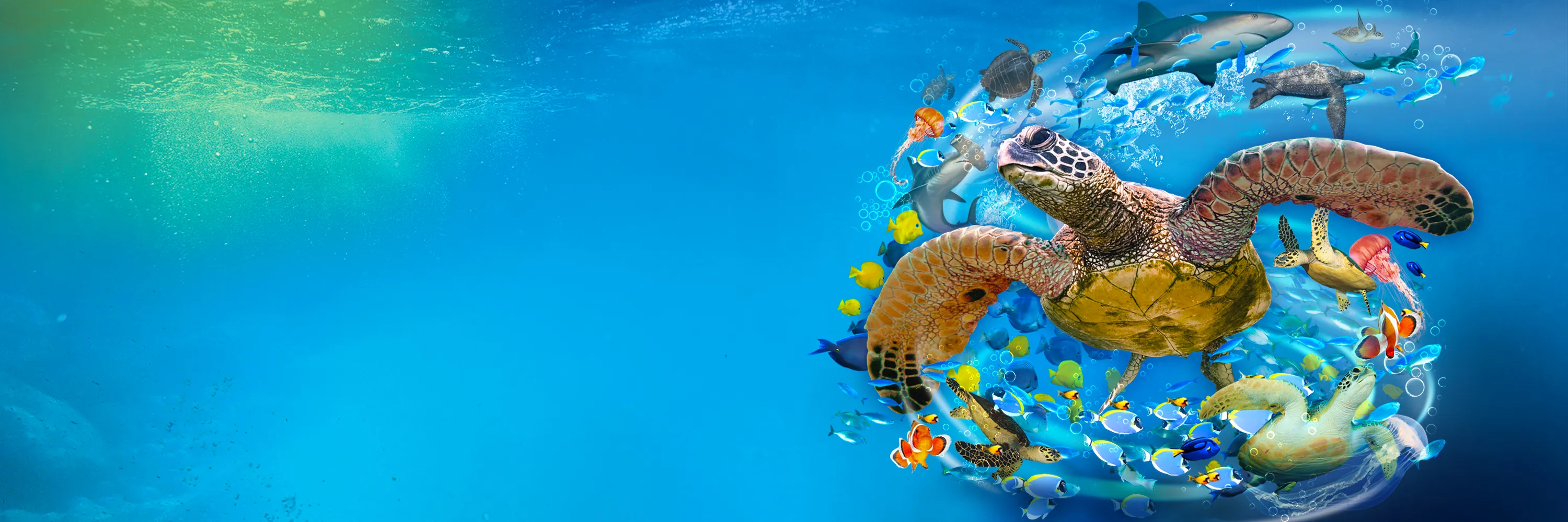 SEALIFE GREAT TURTLE ODYSSEY Digi Hdr Event Page Header 3000X1000px