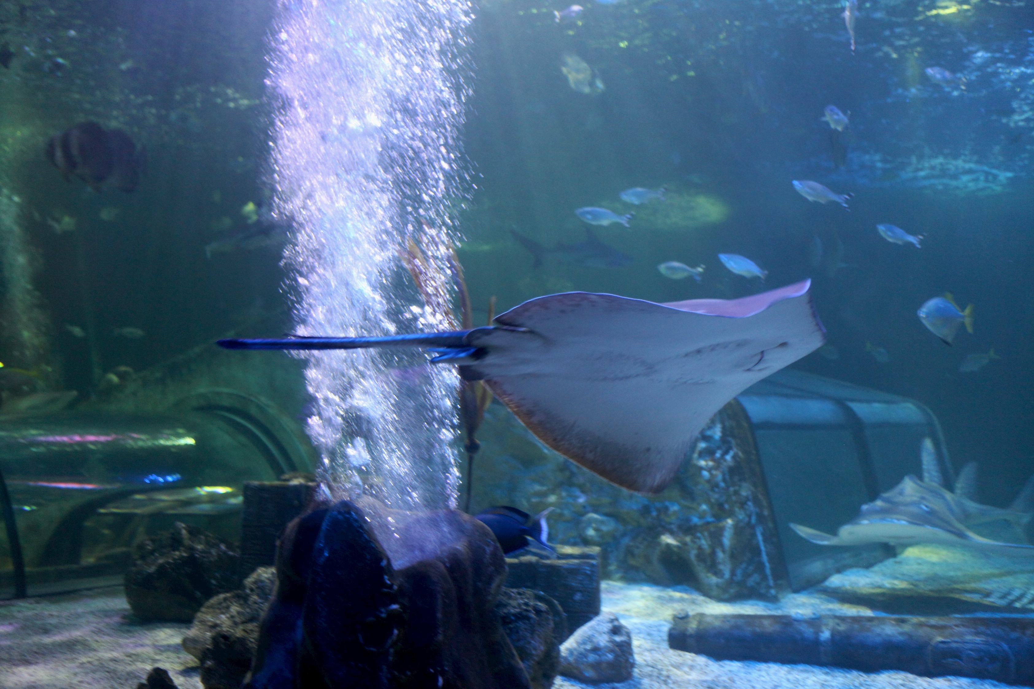 Conservation at SEA LIFE Blackpool Aquarium