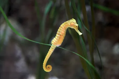 Seahorse