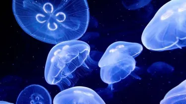Sealife Moon Jellyfish Aurelia Aurita4