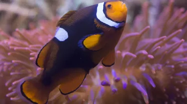 Clownfish finding nemo