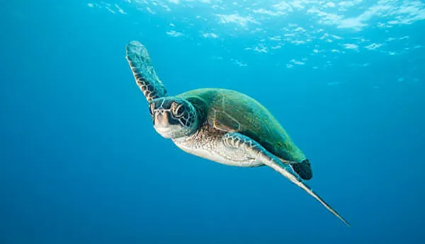 Green Sea Turtle