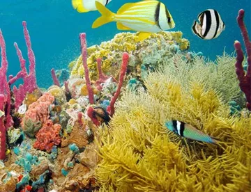 Colour fish and coral reefs