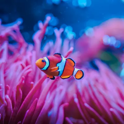 Sealife Socialsshoot 22