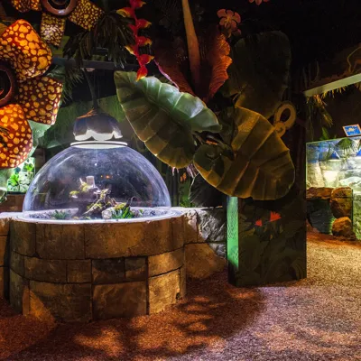 Rainforest Adventure at SEA LIFE Brighton