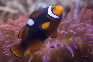 Clownfish