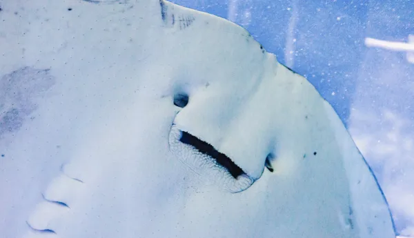 Blue spotted ray at SEA LIFE Brighton