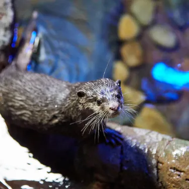 씨라이프 부산 아쿠아리움 작은발톱수달