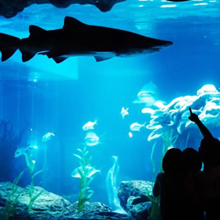 샌드타이거상어 관람