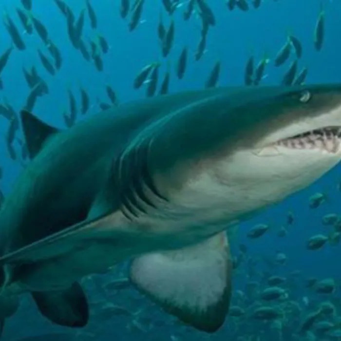 씨라이프 부산 아쿠아리움 샌드타이거상어