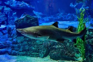 씨라이프 부산 아쿠아리움 상어