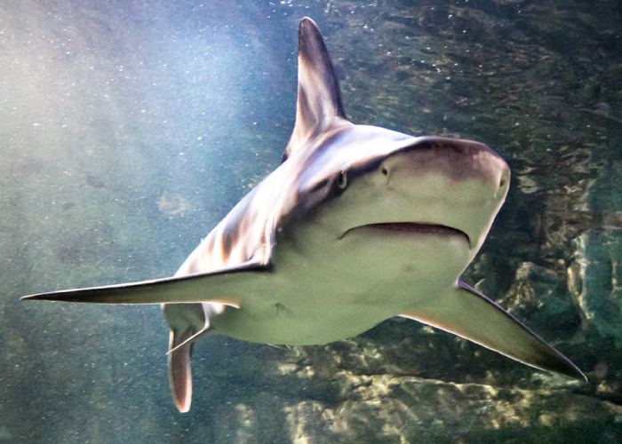 Shark 7 5 | SEA LIFE Aquarium