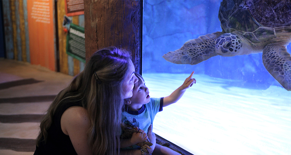 Turtle Rescue Center | SEA LIFE Grapevine Aquarium