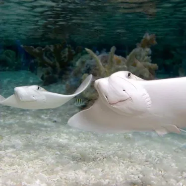 Cow Nosed Ray | SEA LIFE Aquarium