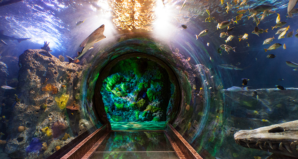 Ocean Tunnel | SEA LIFE Aquarium 