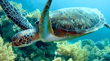 Sea Turtle | SEA LIFE Michigan Aquarium