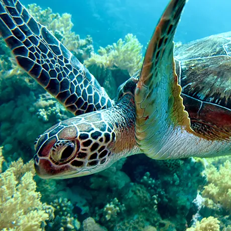 Sea Turtle | SEA LIFE Michigan Aquarium