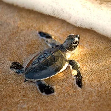 Small Turtle | SEA LIFE Aquarium