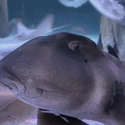 Japanese Bullhead
