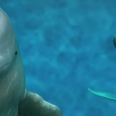 Slt Belugas Topbanner 1920X540 | SEA LIFE Aquarium