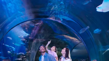 Ocean Tunnel | SEA LIFE Aquarium