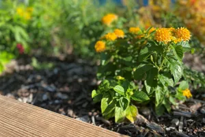 Yellow Flowers