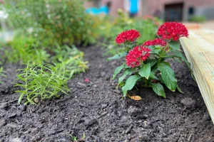 Red Flowers