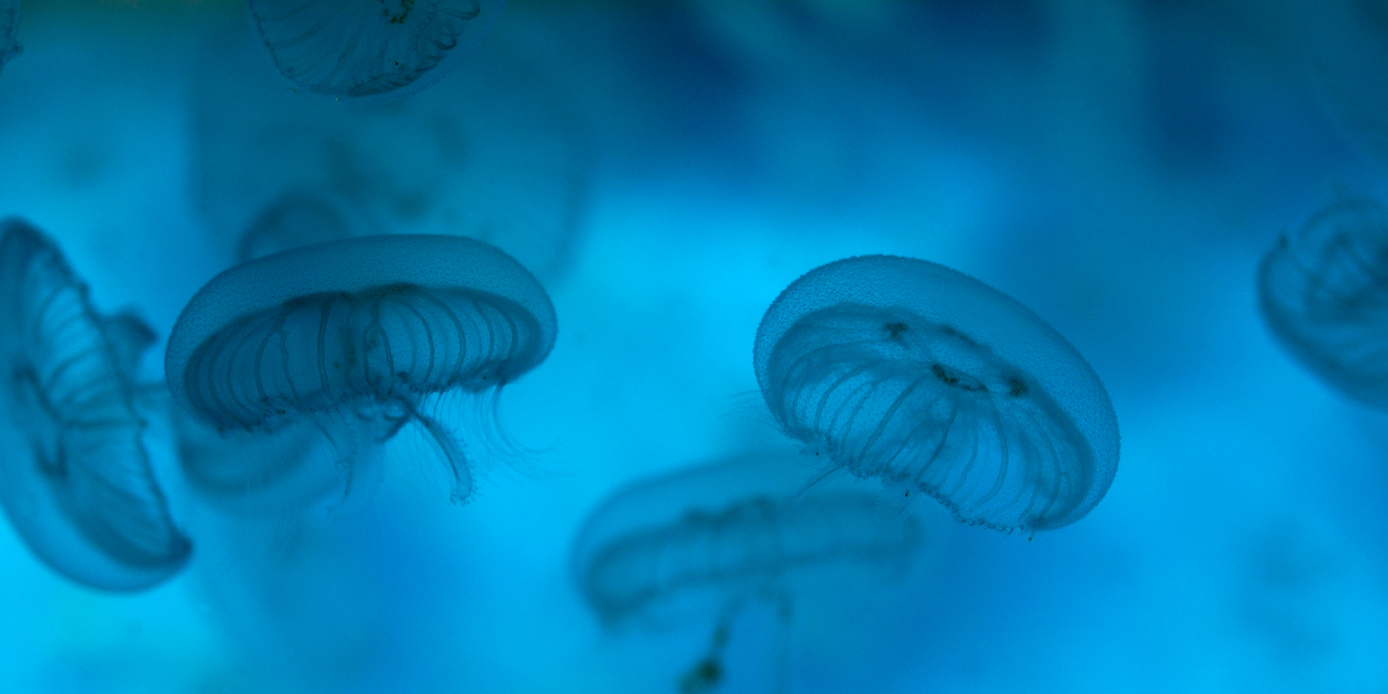Jellyfish | SEA LIFE Grapevine Aquarium 