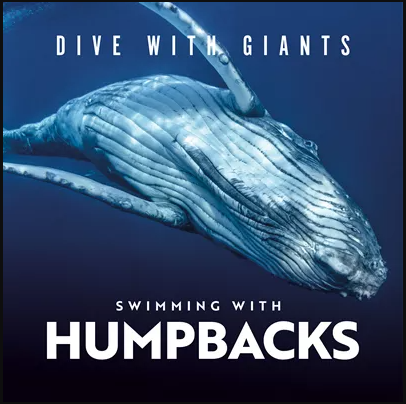 Immotion Humpback Whales