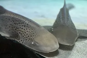 Image of two zebra sharks in a habitat inside of SEA LIFE Aquarium