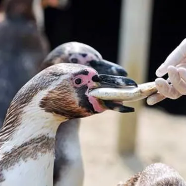 Penguin Feed