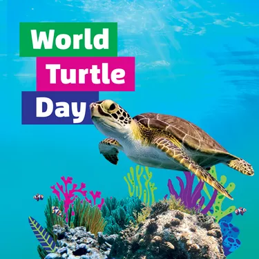 World Turtle Day Square Large