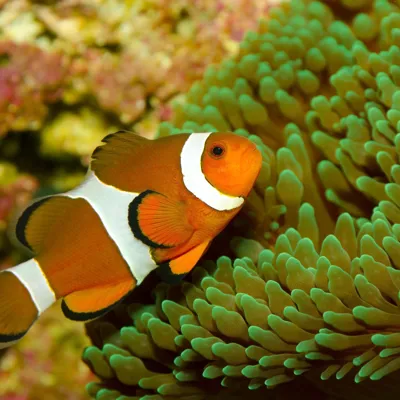 Clownfish in an anemone at SEA LIFE Hannover
