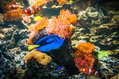 Doktorfische beobachten im SEA LIFE Hannover