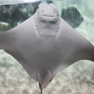 Im SEA LIFE Hannover kannst du auch die Unterseite von Adlerrochen sehen, wenn sie an der Scheibe entlang schwimmen