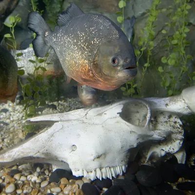 Im Regenwaldbereich des SEA LIFE Hannover leben einige Piranhas