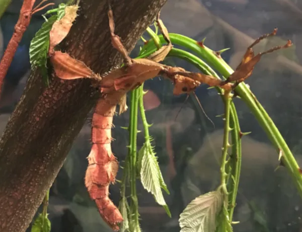 Eine Gespenstschrecke auf einem Ast im SEA LIFE Hannover