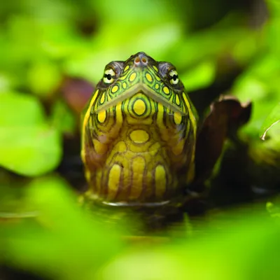Kopf einer Höckerschildkröte schaut aus dem Wasser