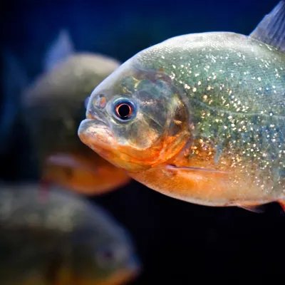 Piranha im SEA LIFE Hannover