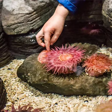 Berühre im SEA LIFE Hannover eine Seeanemone