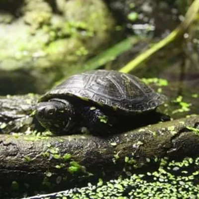 Sumpfschildkroete Sea Life
