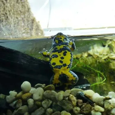 Gelbbauchunke Sea Life 2