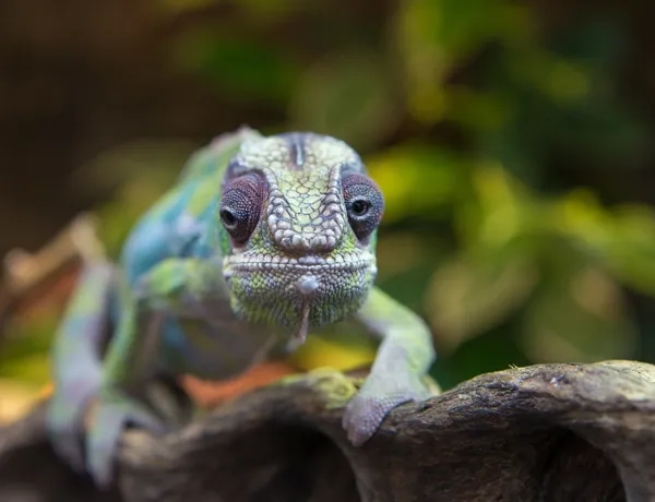 Entdecke ein echtes Chamäleon im SEA LIFE Hannover