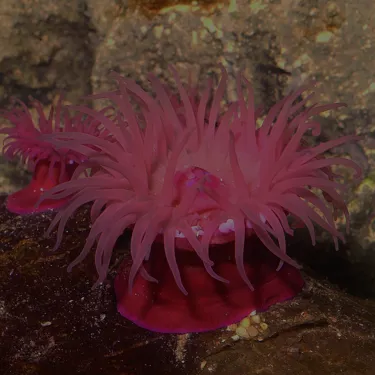 Seeanemone