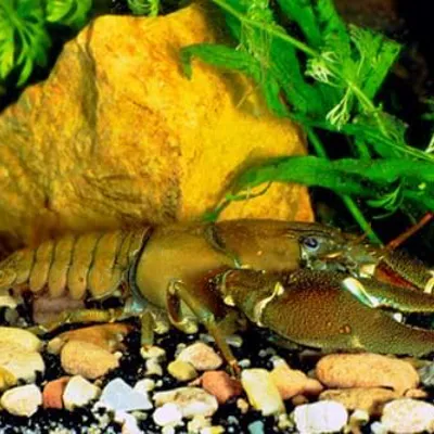 Europaeischer Flusskrebs Sea Life