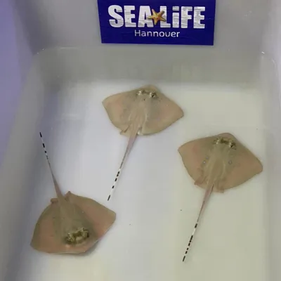 Blaupunktrochen Babys