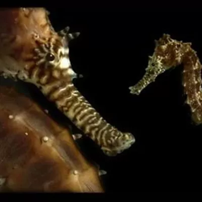 | SEA Long-snouted seahorse Hanover LIFE